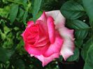 Keepsake rose photo