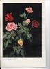 Rouge Meilland rose photo