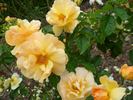 Xian Zhang rose photo