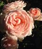 Pearly Gates ™ rose photo