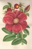 <i>Rosa Regeliana</i> Linden et André Synonym rose photo