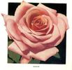 Alsace rose photo