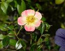 Bienenweide Apricot rose photo