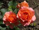 Vivienne Westwood rose photo