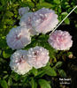 Pink Soupert rose photo