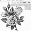Medea rose photo