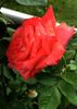 Cary Grant ™ rose photo