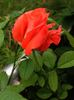 Cary Grant ™ rose photo