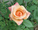 ARC Angel rose photo