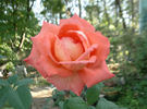 Boulie's Dream™ rose photo