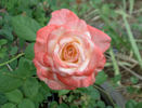 Farfalla® rose photo