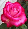 Eddie Edwards rose photo