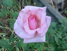 Royal Ascot ® rose photo