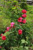 Ferdinand de Lesseps rose photo