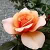 Brandy ™ (hybrid tea, Swim rose photo
