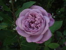 Baltik rose photo