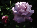 Blauer Engel rose photo