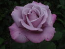 Blauer Engel rose photo