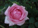History rose photo