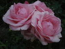 History rose photo