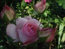History rose photo