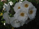 Hella rose photo