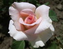 Ocharovanie rose photo