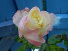 Rosa Mystica rose photo
