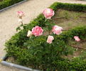 Adios Enriqueta rose photo