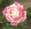 Adios Enriqueta rose photo