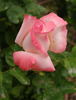Adios Enriqueta rose photo