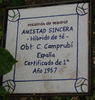 Amistad Sincera rose photo