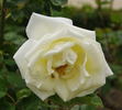 Amistad Sincera rose photo