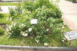 Bordurella® rose photo