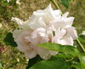 Bordurella® rose photo