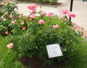 Conquistador rose photo