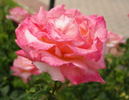 Conquistador rose photo