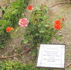 FEgesa rose photo