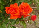 FEgesa rose photo