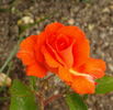 FEgesa rose photo