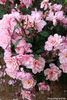Abounding in Pink rose photo