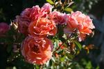 Arabia rose photo