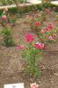 Infanta Pilar ™ rose photo