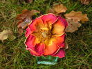 Monica rose photo