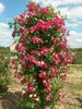 A chacun son Everest ® rose photo