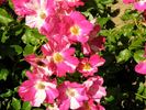 A chacun son Everest ® rose photo