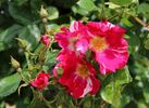A chacun son Everest ® rose photo