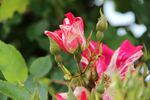 A chacun son Everest ® rose photo