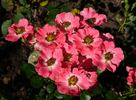 Pretty Girl rose photo