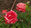 FEpionaje rose photo